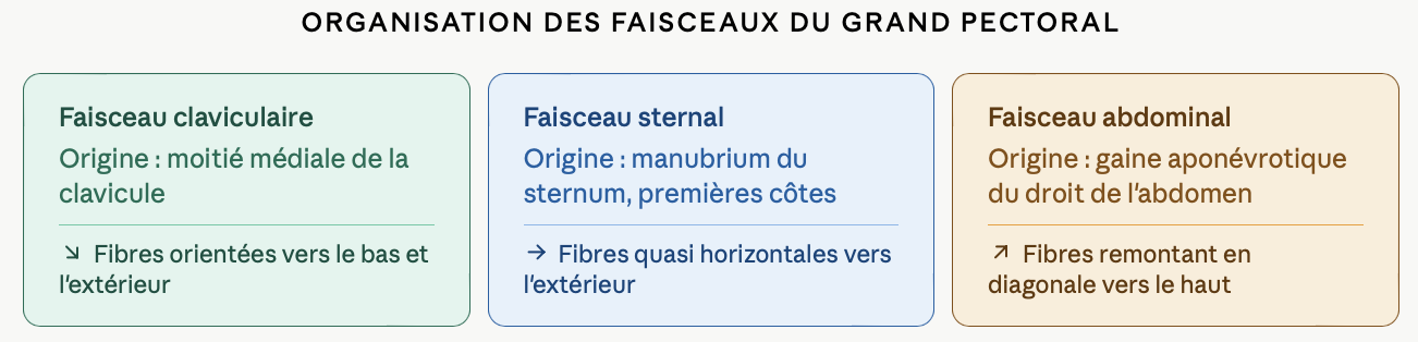 Anatomie du grand pectoral : comprendre pour mieux recruter